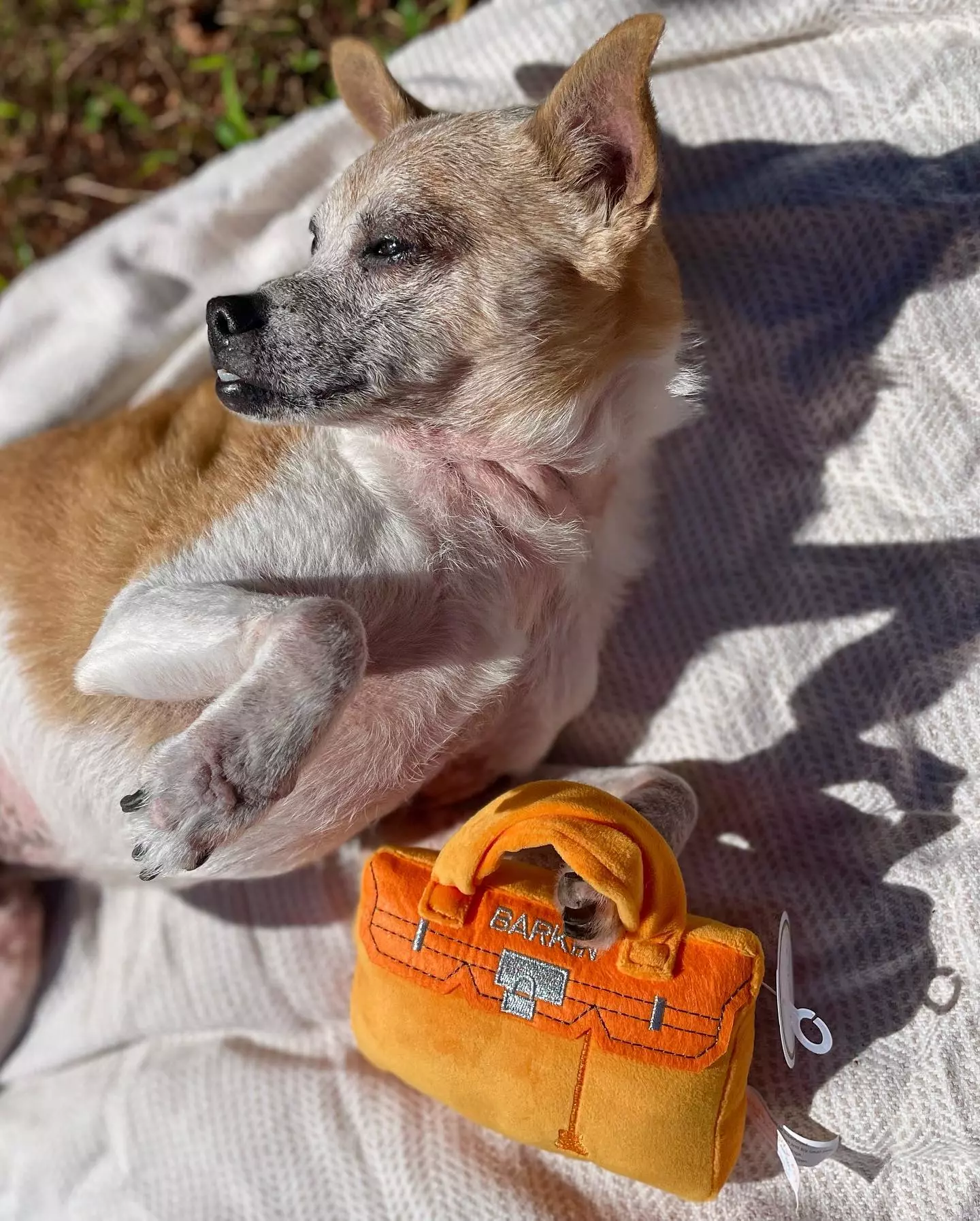 犬　ペット用品